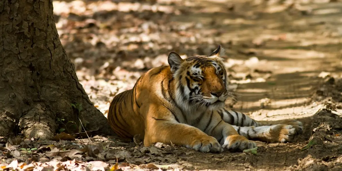 Jim Corbett National Park Tour Package
